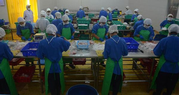 每个水产加工厂可向SME申请1亿缅元贷款