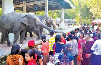 新冠疫情期间仰光动物园的动物们健康情况更加良好