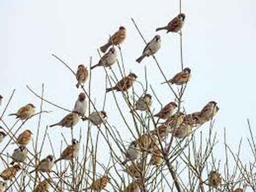 缅甸中部地区有农田遭到麻雀群及野鹦鹉的破坏