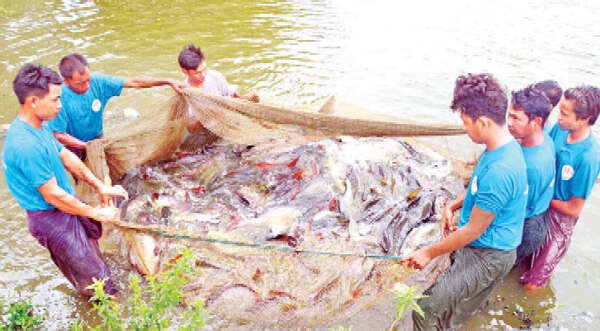 曼德勒省德耶贡渔业工作基地本财政年度将生产6600万尾鱼苗