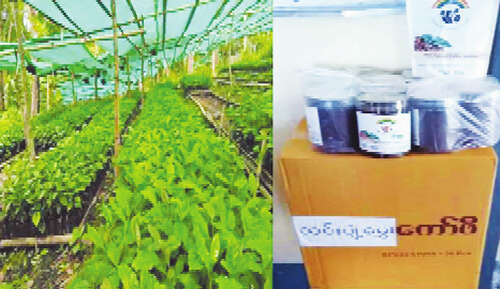 缅甸掸邦南部生产“香喷喷”咖啡