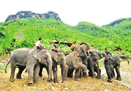 缅甸林业工作局将安排游客们骑象欣赏山林美景
