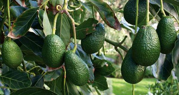 中国有意购买2万吨鳄梨，但面临出口难的问题