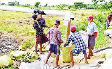 勃固省西部地区夏季稻丰收