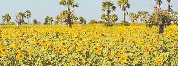 本财政年度实皆省将种植82万多英亩油料作物