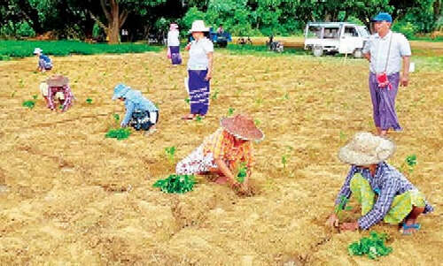 缅甸一农业科研园正对辣椒进行科研工作