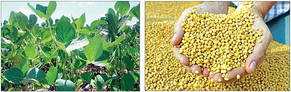 世界大豆市场与缅甸大豆行业(一)