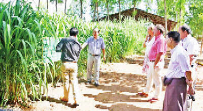 勃固省西部合作社负责人到曼德勒参观牧草种植情况