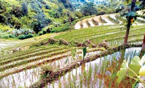 缅甸那加民族自治区4933英亩雨季稻种植完毕