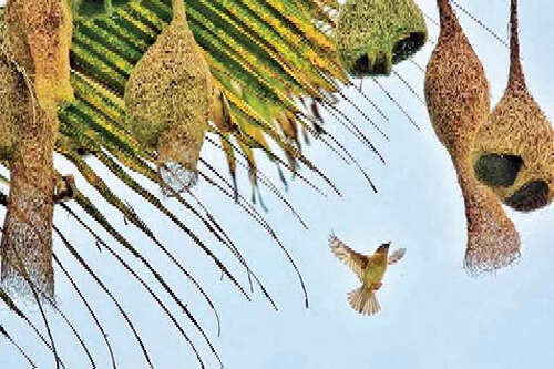 全球范围内只在缅甸蒲甘古文化区中存在的珍稀鸟类