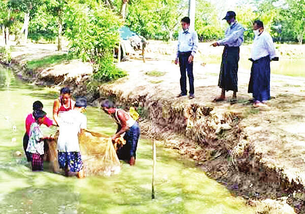 马奎省渔业工作局将向淡水鱼养殖者提供鱼苗