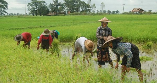 18个农牧外援项目努力做到不受疫情影响进展