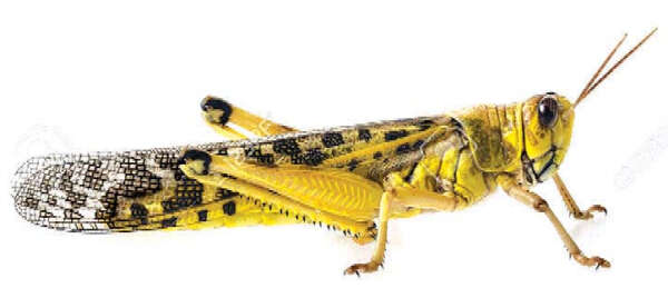 就沙漠蝗虫可能入境缅甸之事农牧水利部门发出通知