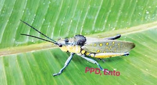 目前缅甸境内的蝗灾情况