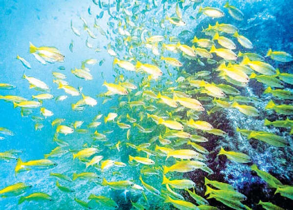 缅甸若开海岸栖息在珊瑚礁地区的鱼类种属越来越少