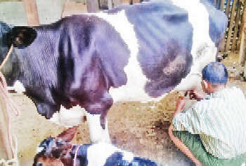 缅甸中部蒙育瓦地区的奶牛饲养情况