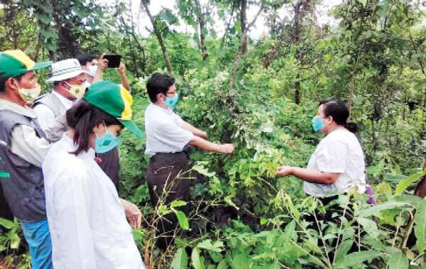 沙漠蝗虫还未入境缅甸