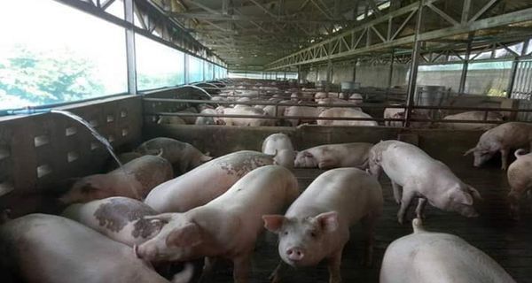 缅甸猪瘟大部分是通过非法渠道从国外传来的