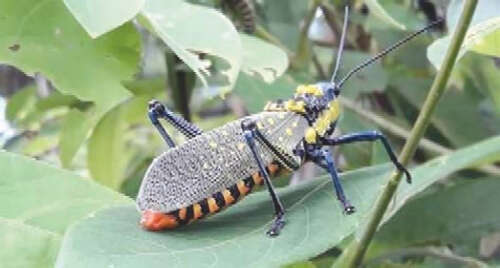 缅甸克钦邦地区开展有关扑灭蝗虫的活动