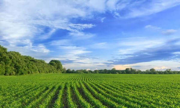 仰光省一农业县的农田大量出售影响农业生产