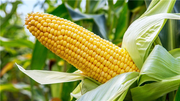 缅甸商务副部长敦促：为促进玉米种植和市场稳定建立玉米上市公司