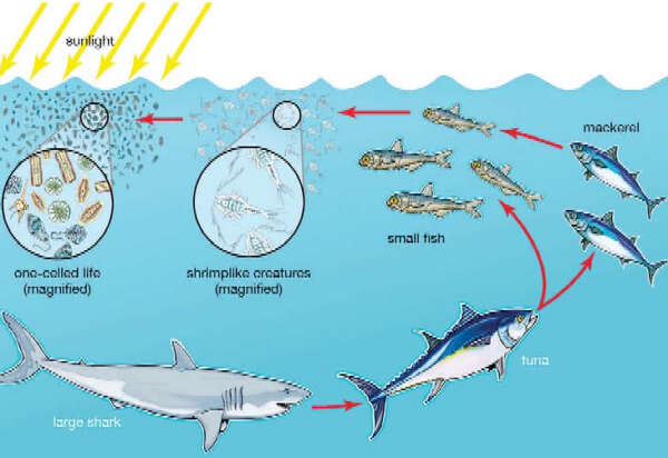 缅甸海鱼捕捞业的未来与鲨鱼的维护工作