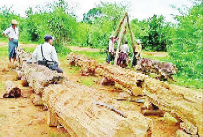 建议在马奎省内成立一座树化石公园