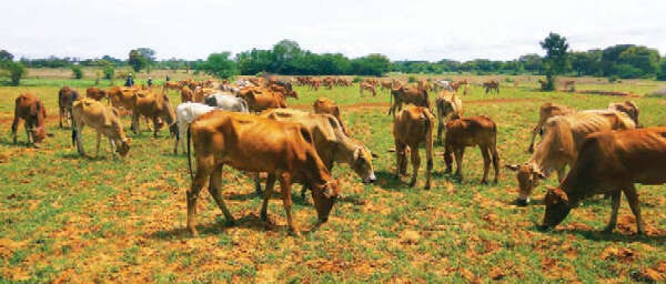 马奎省一县区农民们兼营畜牧养殖业工作