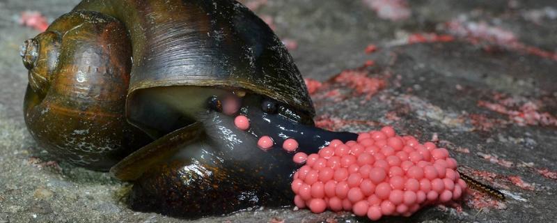 伊洛瓦底省地区遭金蜗牛—福寿螺入侵 1400多英亩农田被毁