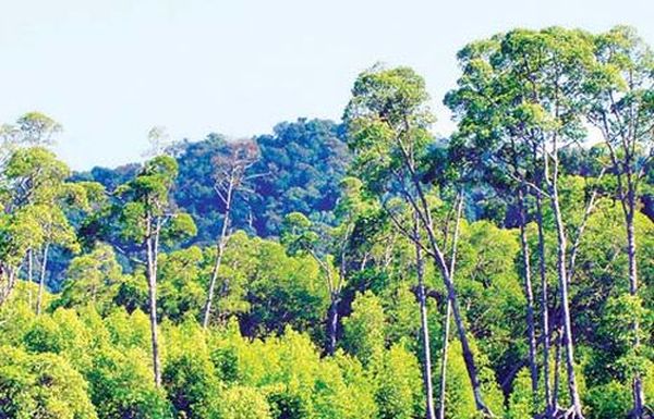 缅甸森林覆盖面积历年来的变化情况