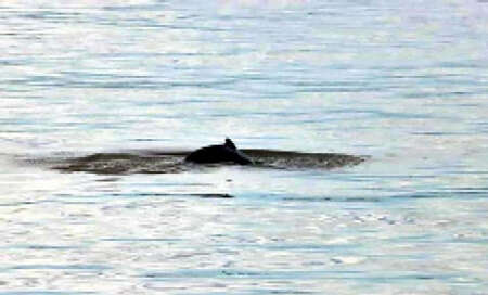 因电击捕鱼造成江豚死亡事件将严厉追究