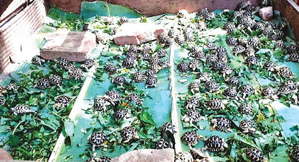 即将绝种的缅甸星龟在维护园中一年之内孵化出1800多只幼仔