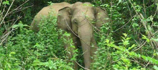 缅甸伊洛瓦底省野象频繁闯入农田