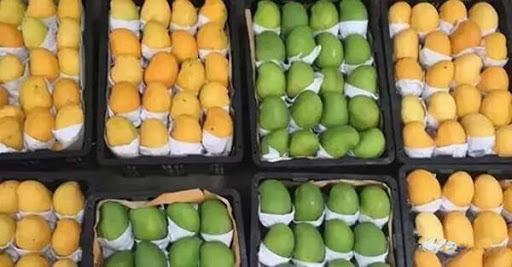 缅甸在本财政年度内向新加坡出口近100吨芒果