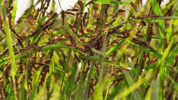 农业部门发出有关蝗灾的告农民书