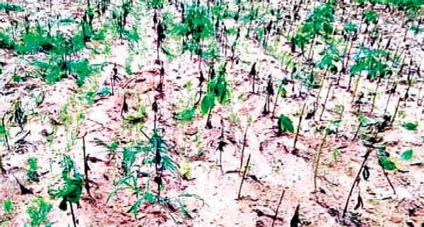 马奎省内因自然灾害各种作物农田损毁达13多万英亩