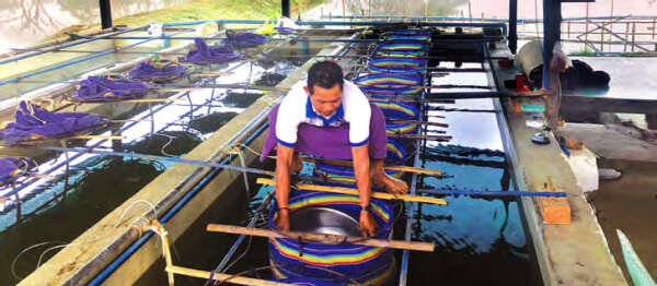 仰光省向养鱼专业户每英亩鱼池提供2000尾鱼苗