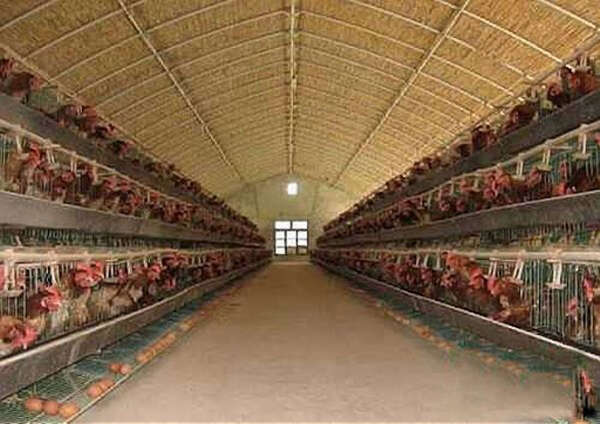 缅甸养鸡业现状探讨