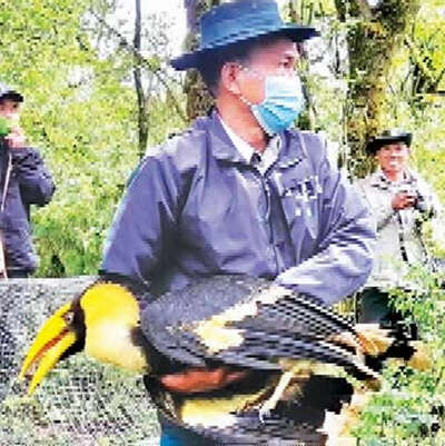 缅甸环保工作人员将两只班犀鸟在钦邦国家公园内放生