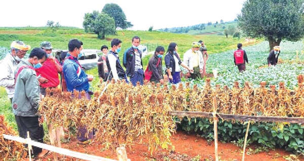 掸邦农业科研所鼓励当地农民改种大豆这一农作物