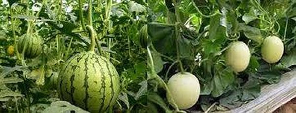 木姐缅中边境地区西瓜与香瓜畅销