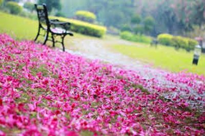 悲秋（朱徐佳）