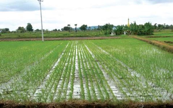 实皆省本财政年度将种植37.5万英亩夏季稻