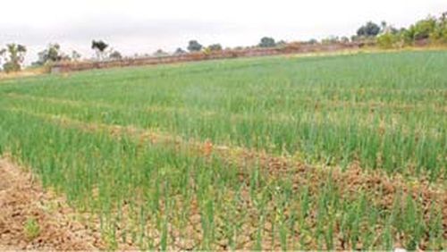 实皆省冬季作物中将种植5.5万英亩的洋葱及大蒜等厨房作物