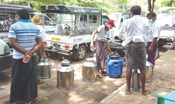 仰光省牛奶产量下降价钱上扬