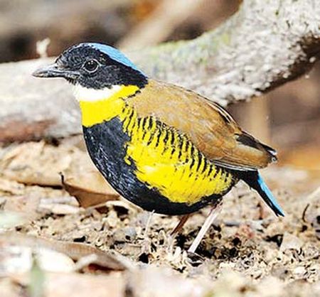 全球范围内只存在于缅甸境内的珍稀鸟类面临全面绝种的危机