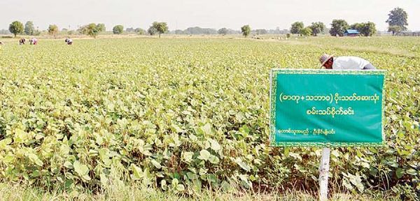 实皆省冬季作物种植期间将栽种3000多英亩模范试验田