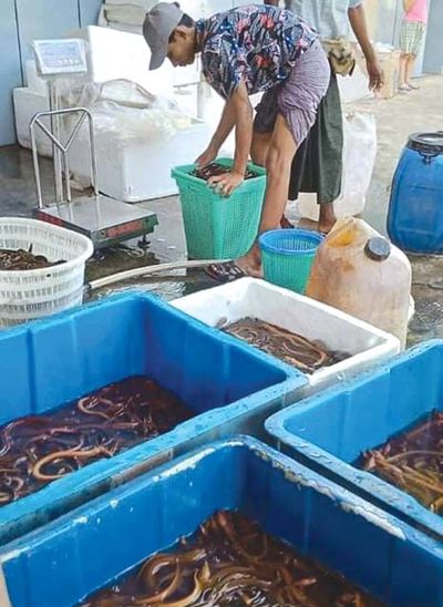 中国方面停止收购水产品致使缅方水产品从业者面临困境