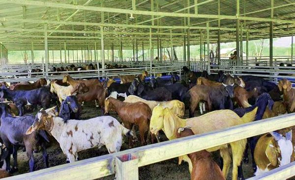 新冠疫情过后要利用乡村妇女的劳动力大力发展养羊业