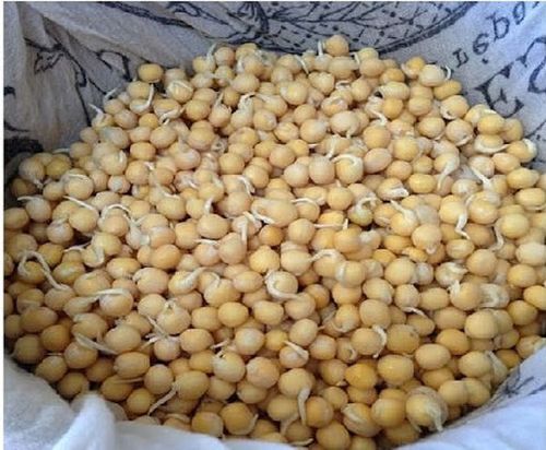 缅甸冬季作物豌豆及鹰嘴豆的种植情况